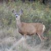 120916_013_buffalopound