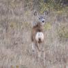 120916_015_buffalopound