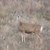 120916_016_buffalopound