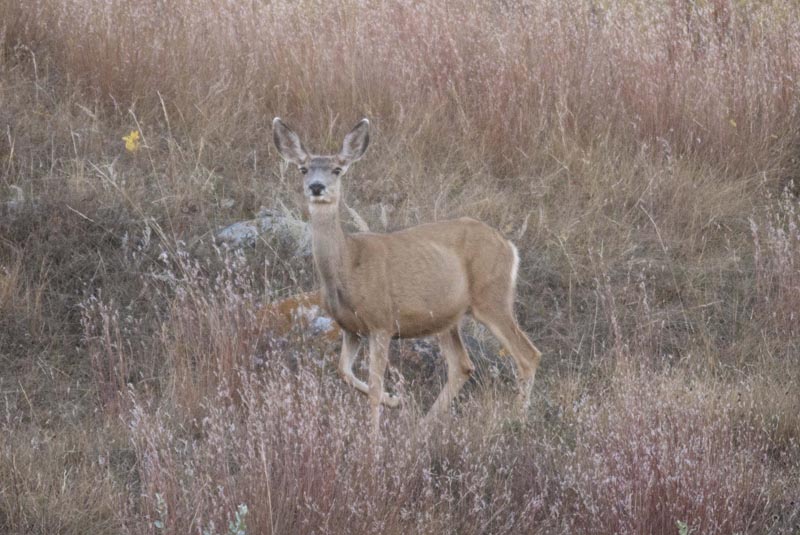 120916_018_buffalopound