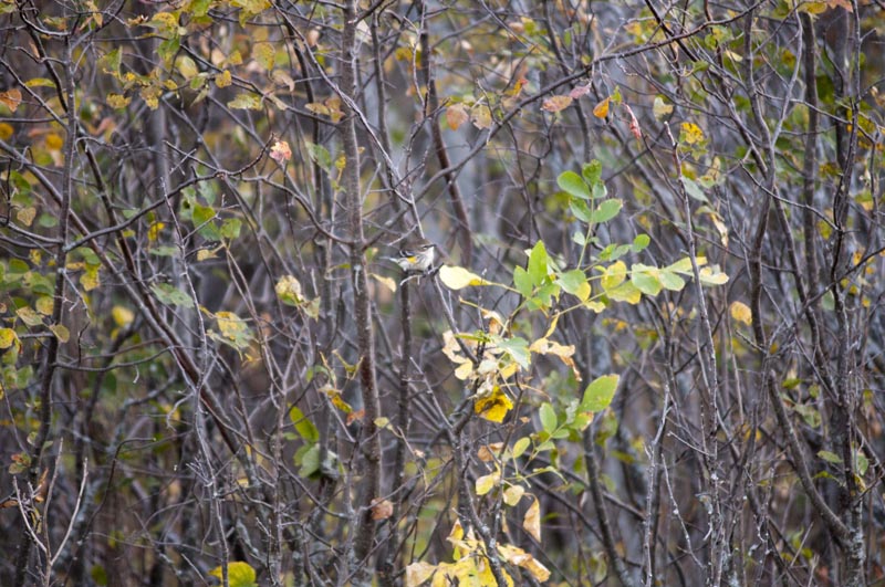 120916_037_buffalopound