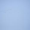 120916_038_buffalopound