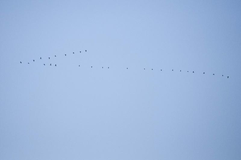 120916_038_buffalopound