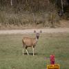 120917_001_buffalopound