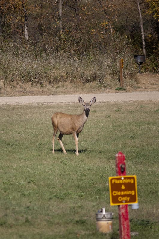 120917_001_buffalopound