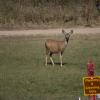 120917_002_buffalopound