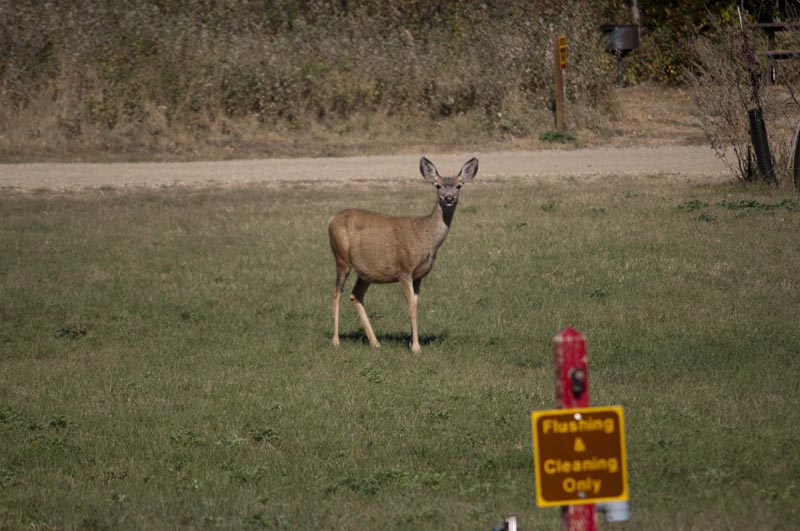 120917_002_buffalopound