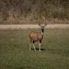 120917_003_buffalopound