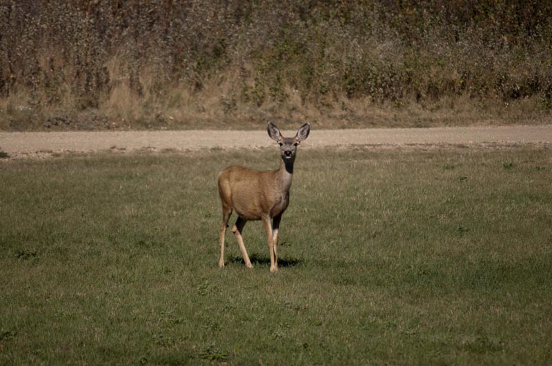 120917_003_buffalopound