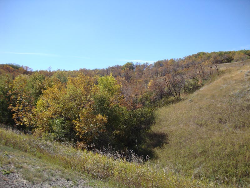 120917_011_buffalopound