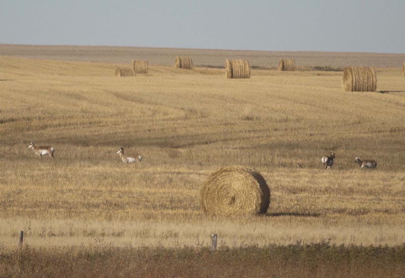 120922_026_highway1_pronghorn