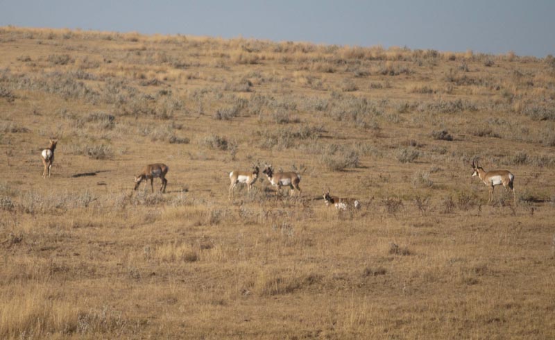 120922_028_highway1_pronghorn