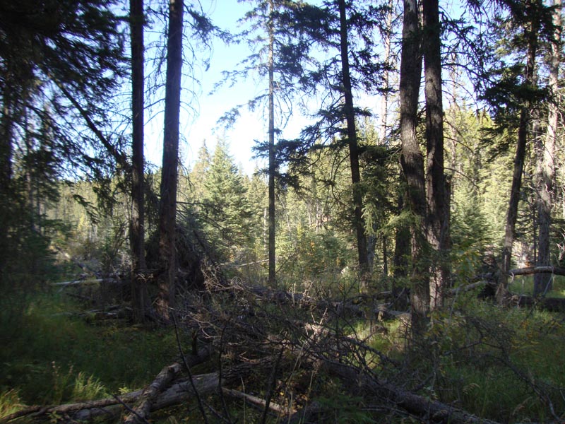 120923_038_cypresshills