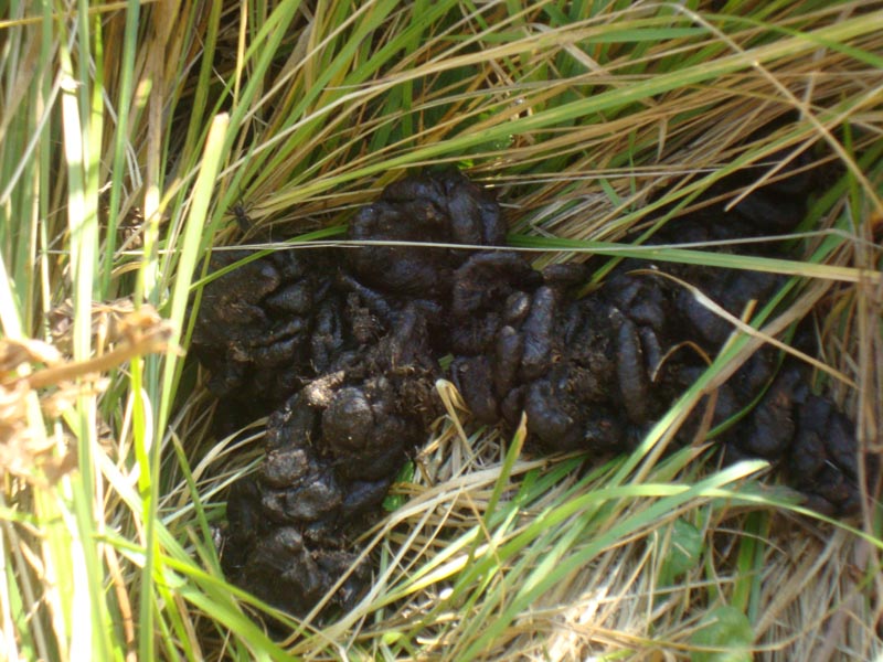 120923_062_cypresshills