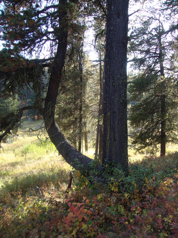 120923_063_cypresshills