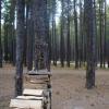 120924_016_cypresshills_whitetaildeer