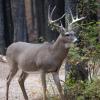 120924_017_cypresshills_whitetaildeer