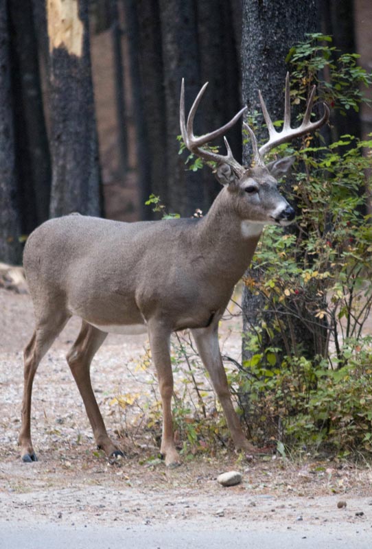 120924_017_cypresshills_whitetaildeer