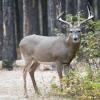 120924_018_cypresshills_whitetaildeer