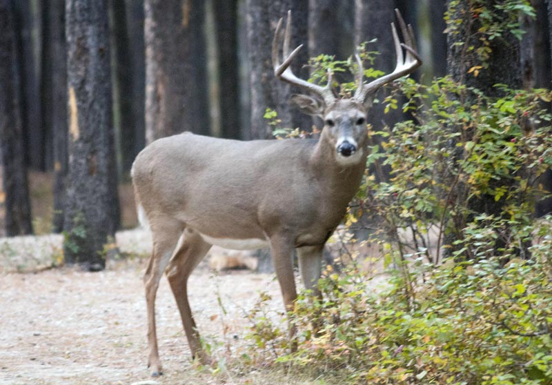 120924_018_cypresshills_whitetaildeer