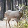 120924_019_cypresshills_whitetaildeer