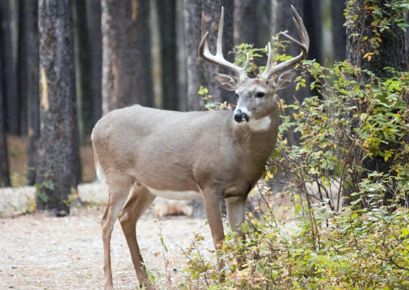 120924_019_cypresshills_whitetaildeer