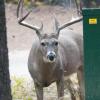 120924_021_cypresshills_whitetaildeer