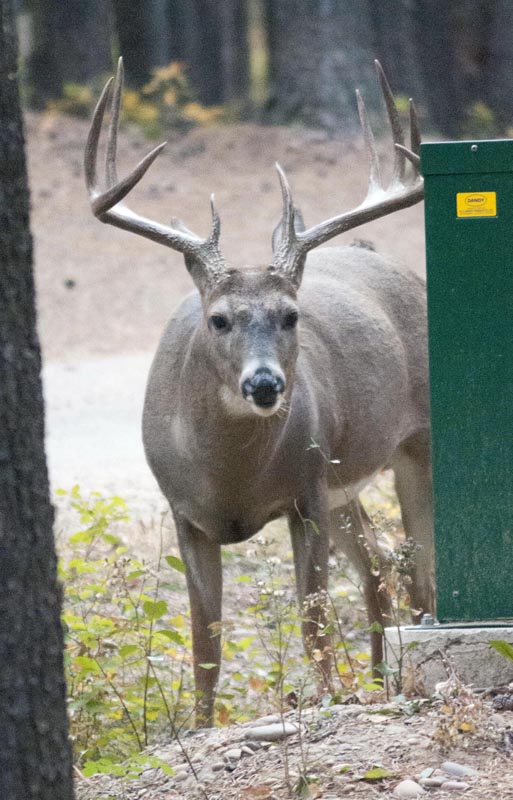 120924_021_cypresshills_whitetaildeer