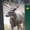 120924_022_cypresshills_whitetaildeer