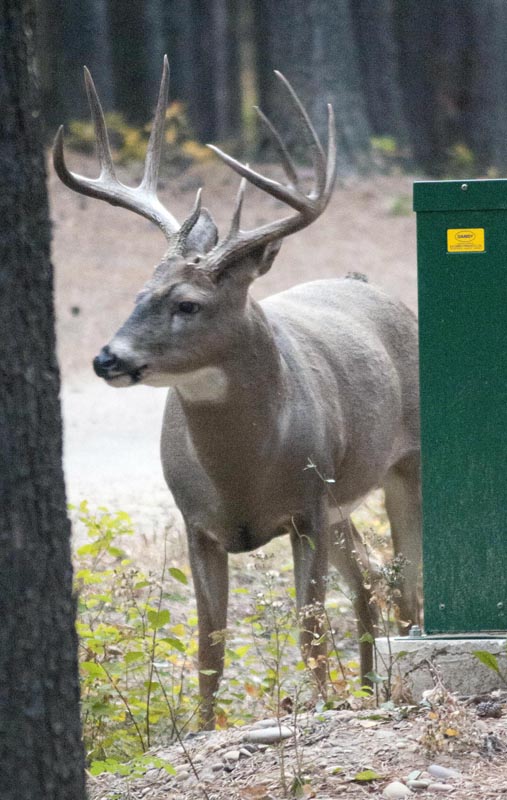 120924_022_cypresshills_whitetaildeer