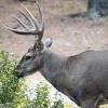 120924_024_cypresshills_whitetaildeer