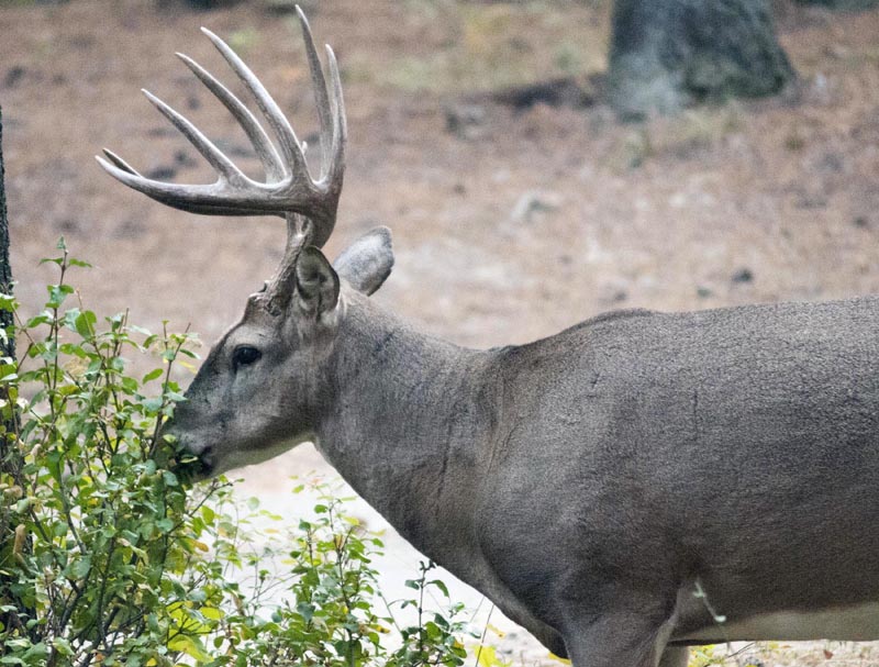 120924_024_cypresshills_whitetaildeer
