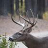 120924_025_cypresshills_whitetaildeer