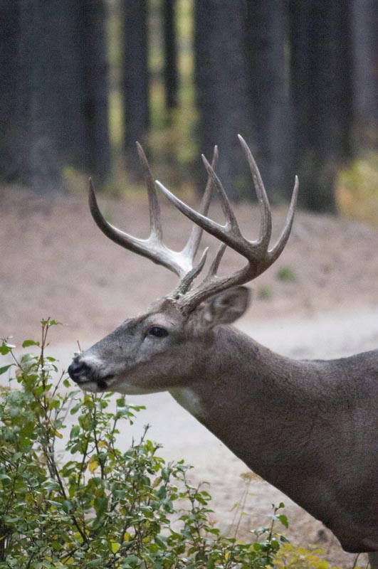 120924_025_cypresshills_whitetaildeer