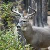 120924_026_cypresshills_whitetaildeer