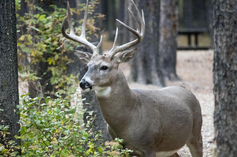 120924_026_cypresshills_whitetaildeer