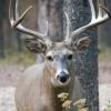 120924_027_cypresshills_whitetaildeer