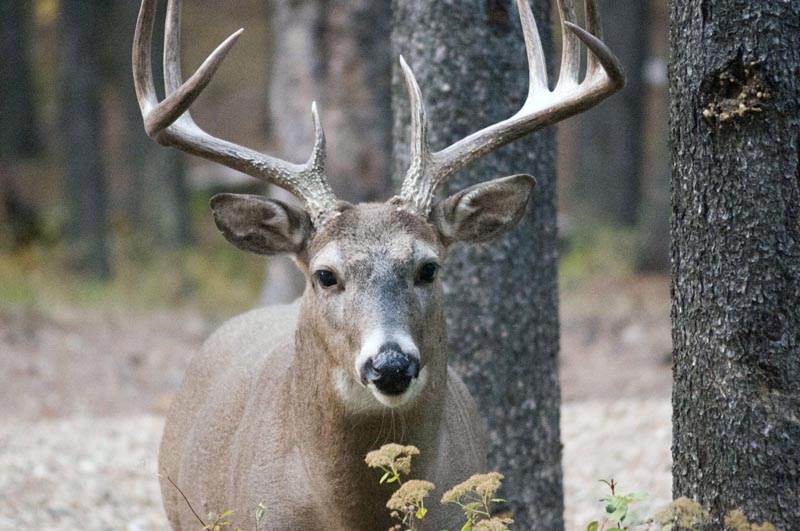 120924_027_cypresshills_whitetaildeer