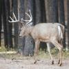 120924_028_cypresshills_whitetaildeer
