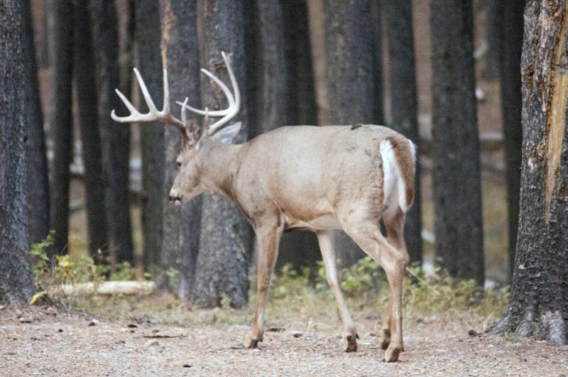 120924_028_cypresshills_whitetaildeer