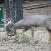 120924_029_cypresshills_whitetaildeer