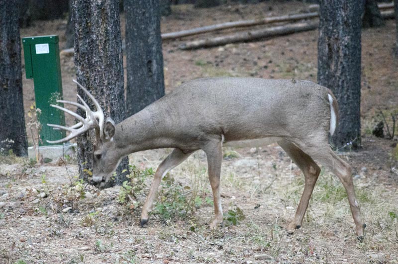 120924_029_cypresshills_whitetaildeer