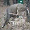 120924_030_cypresshills_whitetaildeer