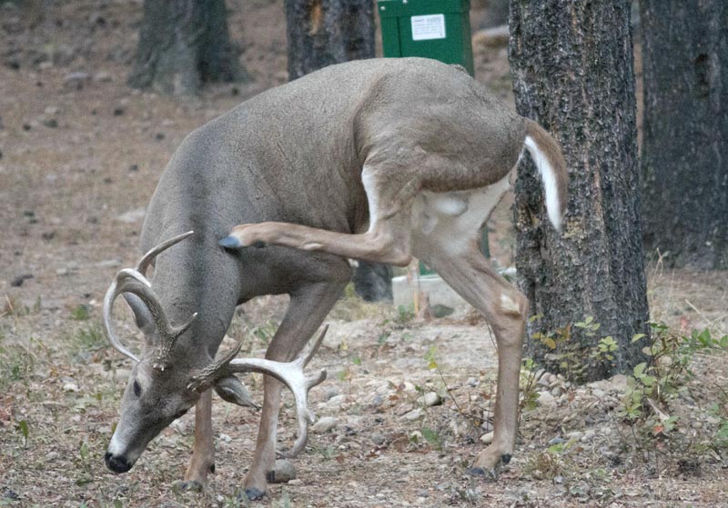 120924_030_cypresshills_whitetaildeer