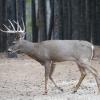 120924_031_cypresshills_whitetaildeer