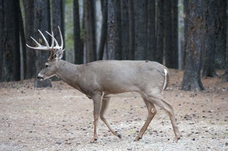 120924_031_cypresshills_whitetaildeer