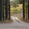 120924_032_cypresshills_whitetaildeer