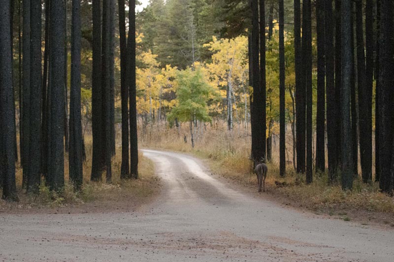 120924_032_cypresshills_whitetaildeer