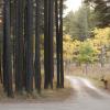 120924_033_cypresshills_whitetaildeer