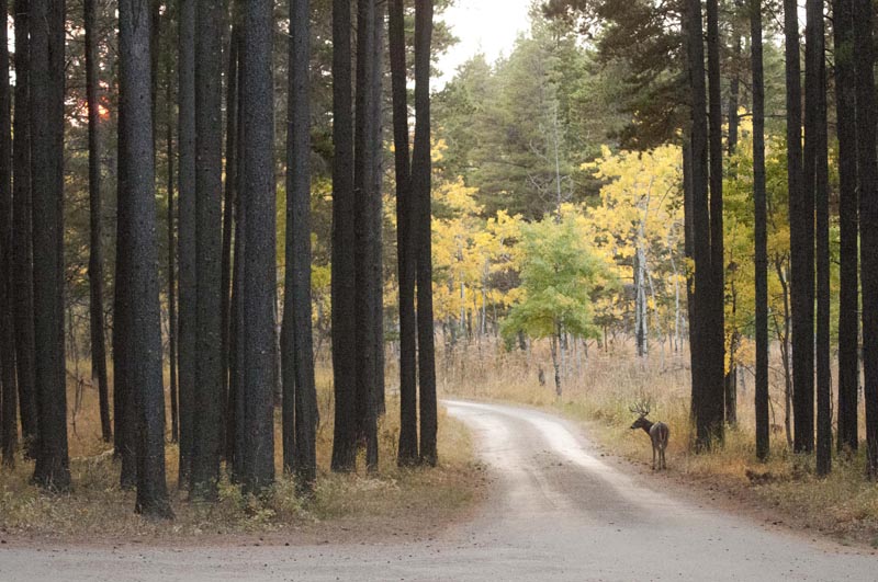 120924_033_cypresshills_whitetaildeer